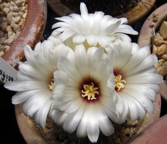 Strombocactus disciformis flowering